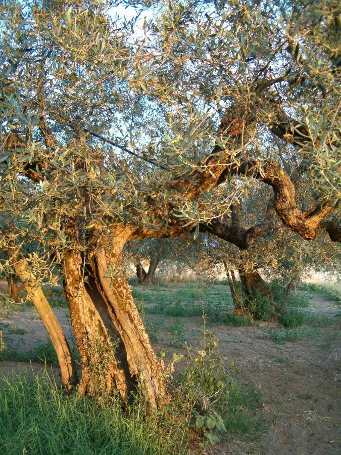 Agriturismo La Villetta San Lorenzo Nuovo Εξωτερικό φωτογραφία